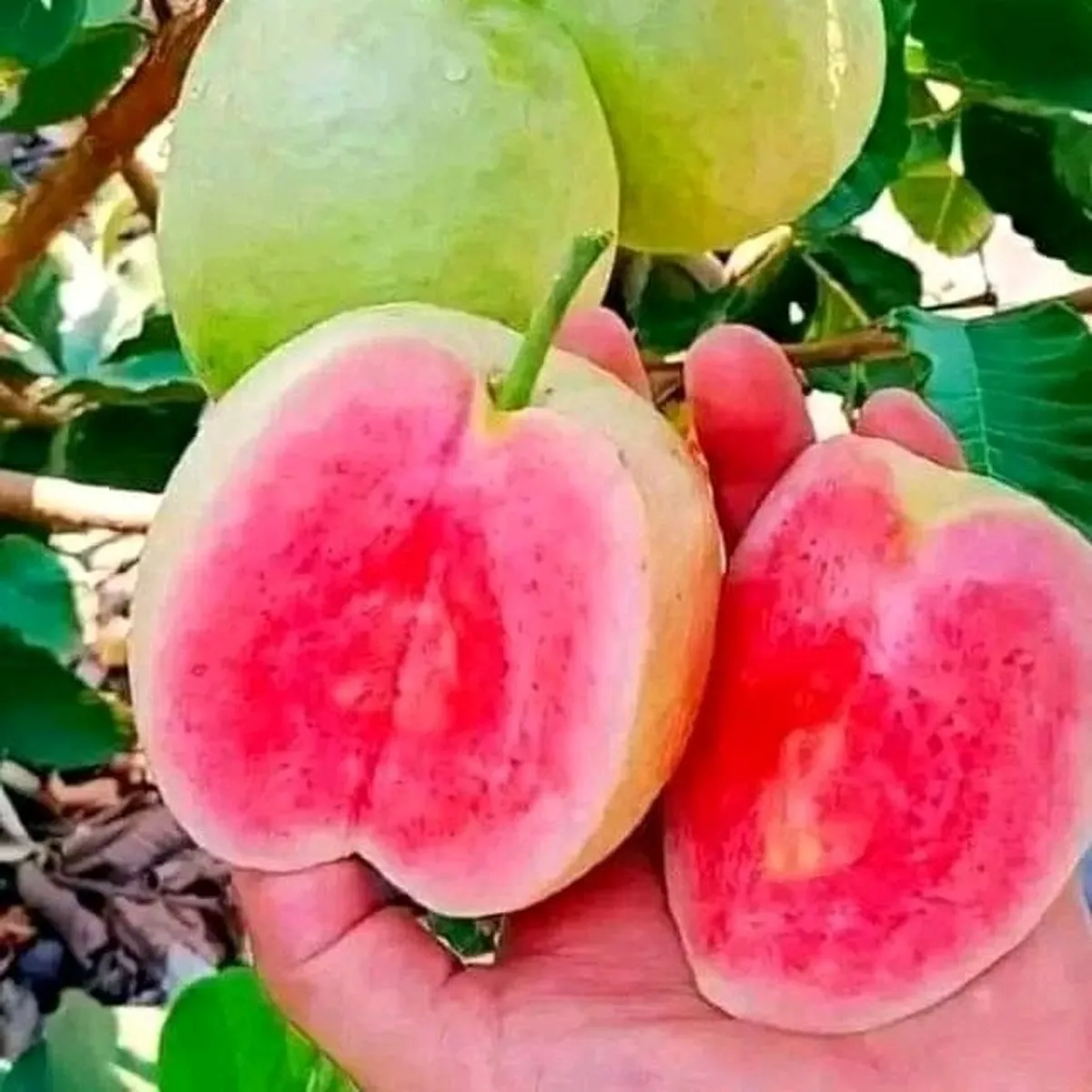 अमरूद पिंक पौधा